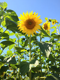 Sunflower 4 - plant sunflowers to show support for Ukraine