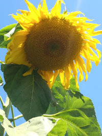 Sunflower 5 - plant sunflowers to show support for Ukraine